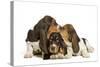 Three Basset Hounds in Studio-null-Stretched Canvas