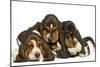 Three Basset Hounds in Studio-null-Mounted Photographic Print