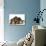 Three Basset Hounds in Studio-null-Photographic Print displayed on a wall