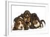 Three Basset Hounds in Studio-null-Framed Photographic Print