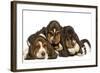 Three Basset Hounds in Studio-null-Framed Photographic Print