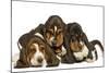 Three Basset Hounds in Studio-null-Mounted Photographic Print