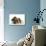 Three Basset Hounds in Studio-null-Photographic Print displayed on a wall