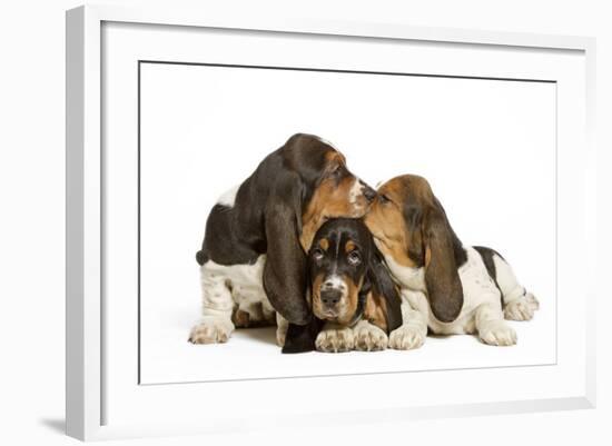 Three Basset Hounds in Studio-null-Framed Photographic Print