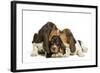 Three Basset Hounds in Studio-null-Framed Photographic Print