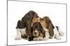 Three Basset Hounds in Studio-null-Mounted Photographic Print