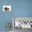 Three Basset Hounds in Studio-null-Photographic Print displayed on a wall