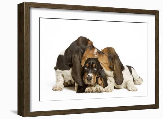 Three Basset Hounds in Studio-null-Framed Photographic Print