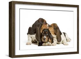 Three Basset Hounds in Studio-null-Framed Photographic Print