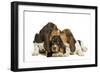 Three Basset Hounds in Studio-null-Framed Photographic Print