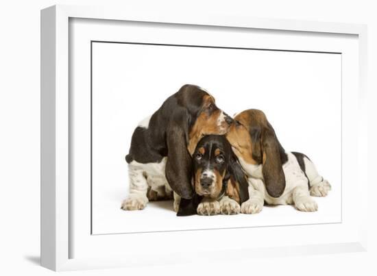 Three Basset Hounds in Studio-null-Framed Photographic Print