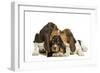 Three Basset Hounds in Studio-null-Framed Photographic Print
