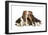 Three Basset Hounds in Studio-null-Framed Photographic Print