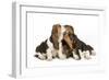 Three Basset Hounds in Studio-null-Framed Photographic Print