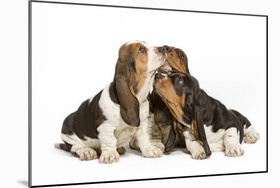 Three Basset Hounds in Studio-null-Mounted Photographic Print