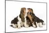 Three Basset Hounds in Studio-null-Mounted Photographic Print