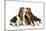 Three Basset Hounds in Studio-null-Mounted Photographic Print