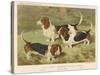 Three Basset Hounds-null-Stretched Canvas