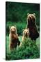 Three Bears-null-Stretched Canvas