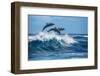 Three Beautiful Dolphins Jumping over Breaking Waves. Hawaii Pacific Ocean Wildlife Scenery. Marine-Willyam Bradberry-Framed Photographic Print