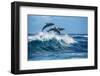 Three Beautiful Dolphins Jumping over Breaking Waves. Hawaii Pacific Ocean Wildlife Scenery. Marine-Willyam Bradberry-Framed Photographic Print