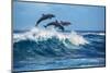 Three Beautiful Dolphins Jumping over Breaking Waves. Hawaii Pacific Ocean Wildlife Scenery. Marine-Willyam Bradberry-Mounted Photographic Print