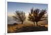 Three beech trees at sunset with Lake Como on the background. Alto Lario, Como, Lombardy, Italy, Eu-ClickAlps-Framed Photographic Print