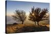 Three beech trees at sunset with Lake Como on the background. Alto Lario, Como, Lombardy, Italy, Eu-ClickAlps-Stretched Canvas