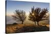 Three beech trees at sunset with Lake Como on the background. Alto Lario, Como, Lombardy, Italy, Eu-ClickAlps-Stretched Canvas