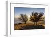 Three beech trees at sunset with Lake Como on the background. Alto Lario, Como, Lombardy, Italy, Eu-ClickAlps-Framed Photographic Print