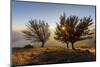 Three beech trees at sunset with Lake Como on the background. Alto Lario, Como, Lombardy, Italy, Eu-ClickAlps-Mounted Photographic Print