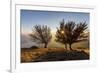 Three beech trees at sunset with Lake Como on the background. Alto Lario, Como, Lombardy, Italy, Eu-ClickAlps-Framed Photographic Print