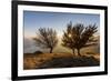 Three beech trees at sunset with Lake Como on the background. Alto Lario, Como, Lombardy, Italy, Eu-ClickAlps-Framed Photographic Print