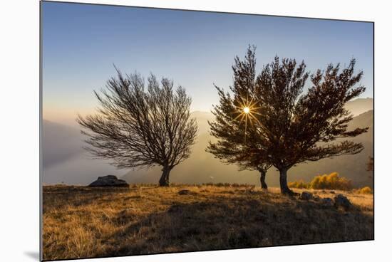 Three beech trees at sunset with Lake Como on the background. Alto Lario, Como, Lombardy, Italy, Eu-ClickAlps-Mounted Photographic Print