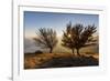 Three beech trees at sunset with Lake Como on the background. Alto Lario, Como, Lombardy, Italy, Eu-ClickAlps-Framed Photographic Print