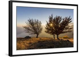 Three beech trees at sunset with Lake Como on the background. Alto Lario, Como, Lombardy, Italy, Eu-ClickAlps-Framed Photographic Print