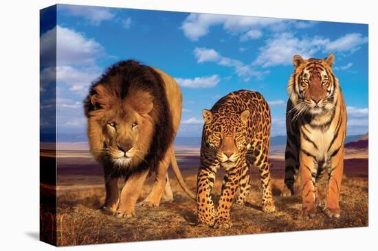 Three Big Cats-null-Stretched Canvas