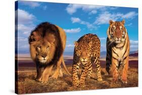 Three Big Cats-null-Stretched Canvas