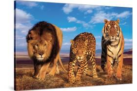 Three Big Cats-null-Stretched Canvas