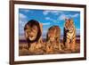 Three Big Cats-null-Framed Art Print