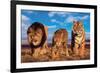 Three Big Cats-null-Framed Art Print