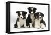 Three Black-And-White Border Collie Pups-Mark Taylor-Framed Stretched Canvas