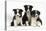 Three Black-And-White Border Collie Pups-Mark Taylor-Stretched Canvas