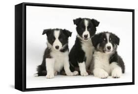 Three Black-And-White Border Collie Pups-Mark Taylor-Framed Stretched Canvas