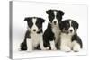 Three Black-And-White Border Collie Pups-Mark Taylor-Stretched Canvas