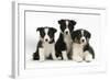 Three Black-And-White Border Collie Pups-Mark Taylor-Framed Photographic Print