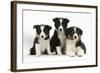 Three Black-And-White Border Collie Pups-Mark Taylor-Framed Photographic Print