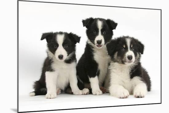 Three Black-And-White Border Collie Pups-Mark Taylor-Mounted Photographic Print
