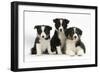 Three Black-And-White Border Collie Pups-Mark Taylor-Framed Photographic Print