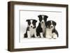 Three Black-And-White Border Collie Pups-Mark Taylor-Framed Photographic Print